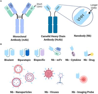 Nanobodies: Next Generation of Cancer Diagnostics and Therapeutics